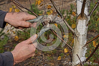 hands hold an old rusty pruner cutting a branch on a birch tree Stock Photo