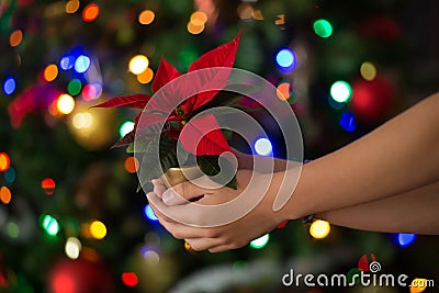 Hands holding a blooming red poinsettia Christmas star flower on the background of the glowing lights Stock Photo