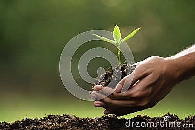 Hands holding and caring a green young plant Stock Photo