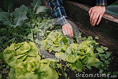 Hands holding fresh lettuce from small farm. Concept of agricultural. Young woman picking vegetables. Stock Photo