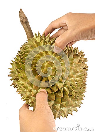 Hands Holding Fresh Ripe Durian on White Background Stock Photo