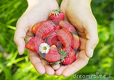 Hands holding fresh strawberries Stock Photo