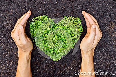 Hands holding green heart shaped tree Stock Photo