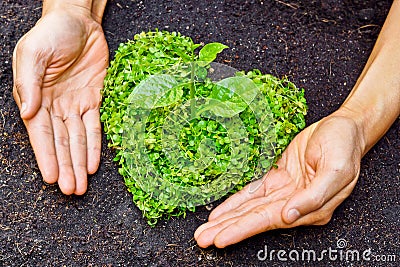 Hands holding green heart shaped tree Stock Photo