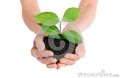 Hands holding green plant new life concept Stock Photo