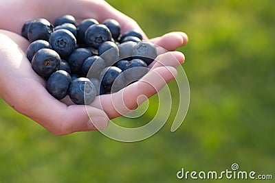 Hands holding handfull of fresh ripe superfood blueberries on a green background Stock Photo