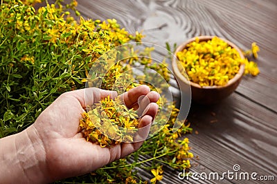 Hands holding Hypericum perforatum or St johns wort herb flowers, herb medicine harvesting Stock Photo