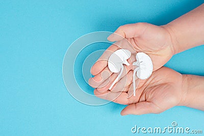 Hands holding a kidney, paper cut out, world kidney day, health problems, organ transplantation, medical issue Stock Photo