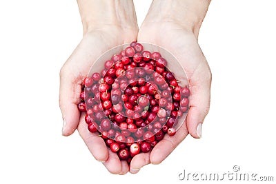 Hands holding lingonberries Stock Photo