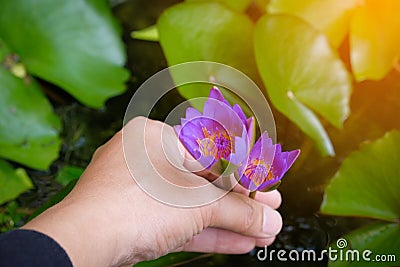 hands holding lotus flower waterlily against leaves Stock Photo