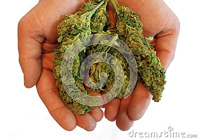 Hands holding legal recreational Marijuana buds Stock Photo