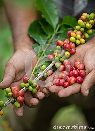 Ripe coffee bean in the hands of producers in Nicaragua Stock Photo