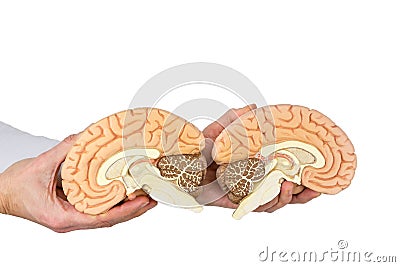 Hands holding model human brain on white background Stock Photo