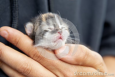 Hands holding newborn calico kitten Stock Photo