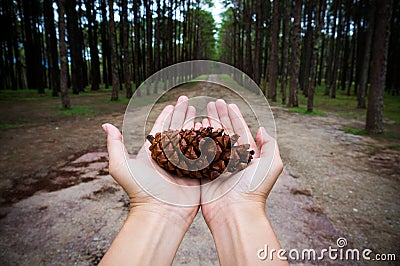 Hands holding pine tree seed show conservative idea. Stock Photo