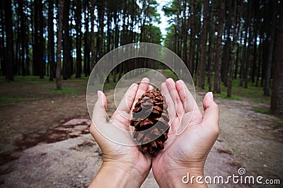 Hands holding pine tree seed show conservative idea. Stock Photo