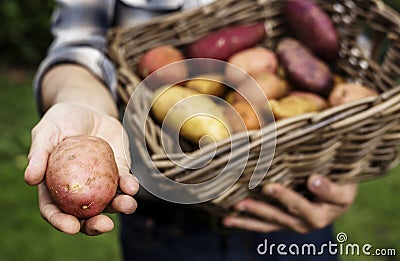 Hands holding potatoes on the basket organic produce from farm Stock Photo