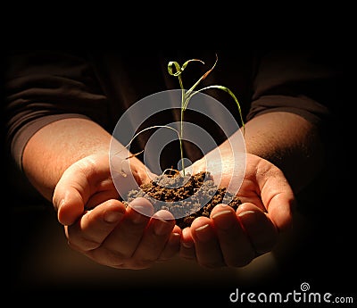 Hands Holding Seedling Stock Photo