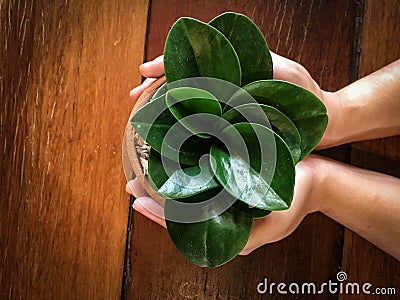 Hands holding a small potted plants in clay pot on wooden table Stock Photo