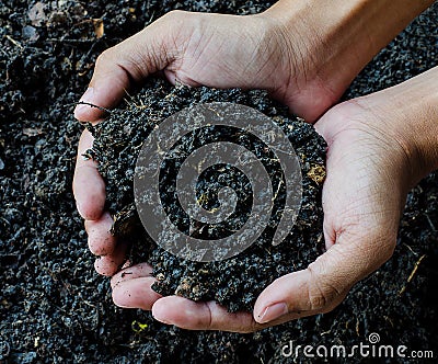 Hands holding soil, Organic fertilizer Stock Photo