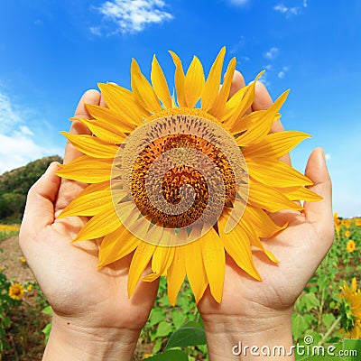 Hands holding sunflower Stock Photo