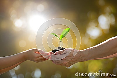 Hands holding together a green young plant Stock Photo