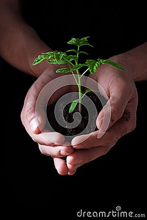 Hands holding tomato seedling. Gardening and environmental protection concept Stock Photo