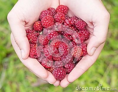 Hands holding wild raspberry Stock Photo