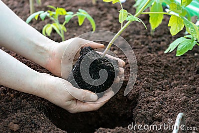 Hands holding young green seedling of tomato plant Stock Photo