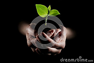 Hands holding young plant Stock Photo