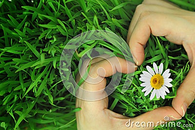 Hands hugging grass in shape of heart Stock Photo