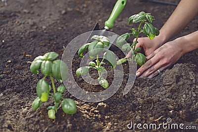 Hands of lady gardener are planting young green basil sprouts or plants in fertilized black soil. Sunlight, ground Stock Photo