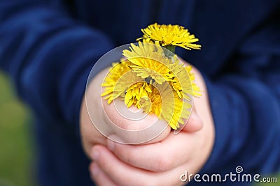 The Hands of a Little Child are Holding a Fresh Picked Bouquet of Dandelion Flowers Stock Photo