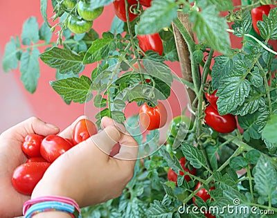 Hands of little girl with lots of ripe red tomatoes just picked Stock Photo