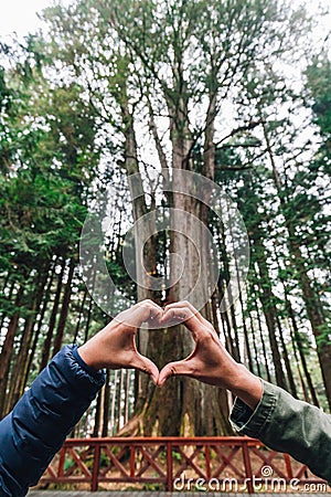 Hands Making Heart Shape in front of thousand year cypress in Alishan National Forest Recreation Area in winter in Chiayi County Stock Photo