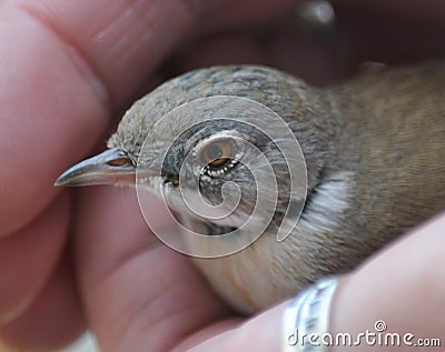 In the hands of a man young wild chicks Stock Photo