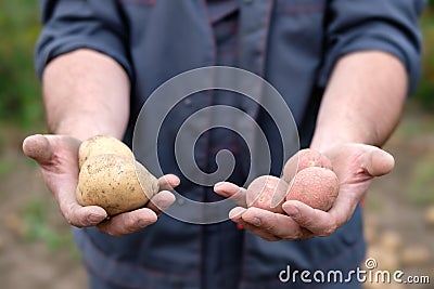 Hands offer white and red potatoes Stock Photo