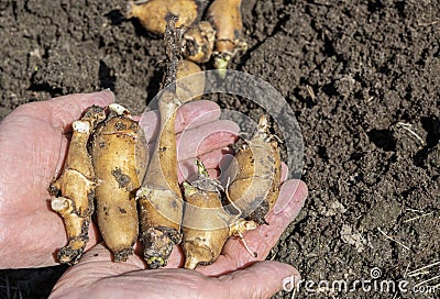 The hands of an old woman hold the freshly dug roots of jerusalem artichoke.Artichoke tubers overwintered underground, dug up in Stock Photo