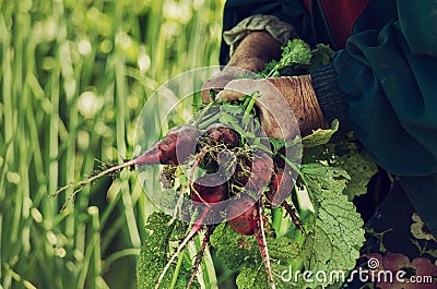 Hands of an old working woman on a farm. In the hands of a bunch of radish vegetables torn from the ground with leaves. Stock Photo