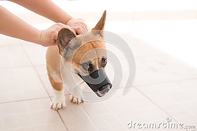 The hands of the owner put a muzzle on the dog Stock Photo