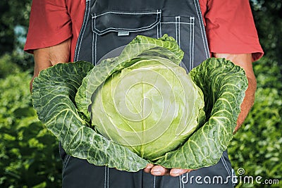 Hands of a peasant with a head of fresh green cabbage. A farmer with a cabbage crop in his hands Stock Photo