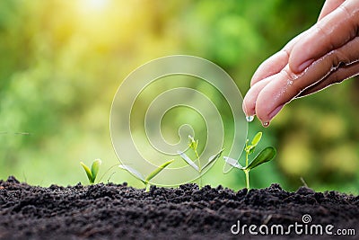 The hands of people who look after the trees and water the small trees. Stock Photo