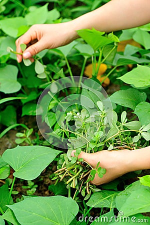 Hands picking herb at garden Stock Photo