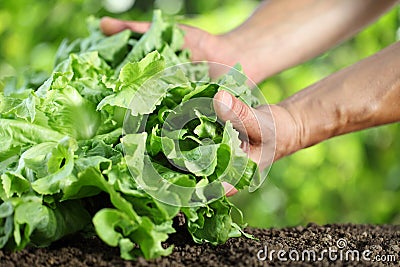 Hands picking lettuce, plant in vegetable garden, close up Stock Photo