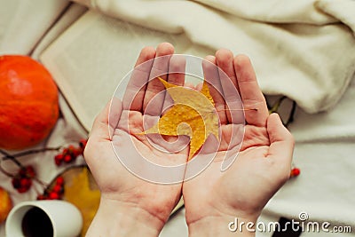 Hands with pine yellow mapleleaf on the background of an autumn still life of a cup of tea pumpkins apples and yellow leaves. Stock Photo