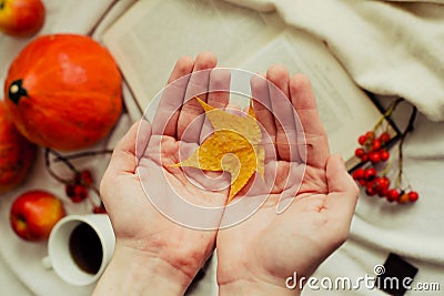 Hands with pine yellow mapleleaf on the background of an autumn still life of a cup of tea pumpkins apples and yellow leaves. Stock Photo