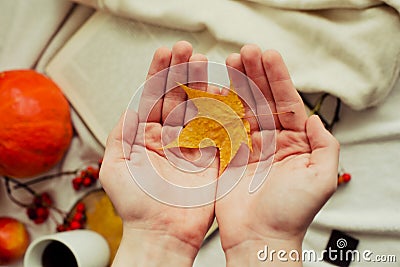 Hands with pine yellow mapleleaf on the background of an autumn still life of a cup of tea pumpkins apples and yellow leaves. Stock Photo