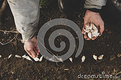 Hands Planting Garlic Cloves in a Row on Tilled Soil Stock Photo