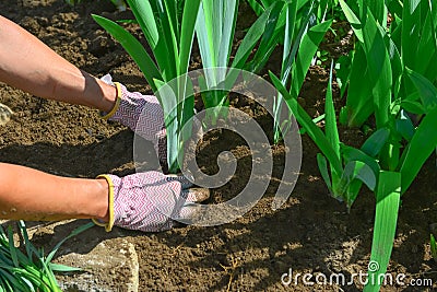 Hands planting iris flower plants Stock Photo