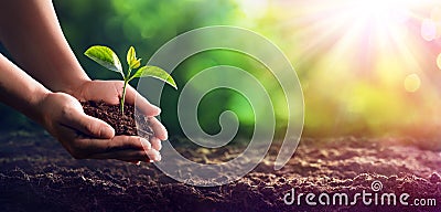 Hands Planting The Seedlings Stock Photo